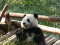Pandas (018)